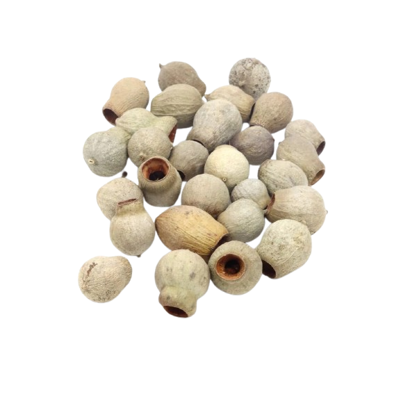 Eukalyptus/Bell gum 3db 0470