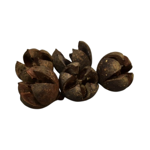 Tulipán termés 5db 0015